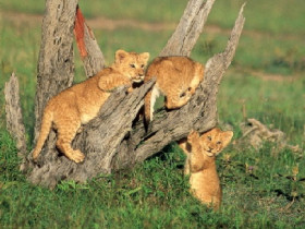 Kenya safari